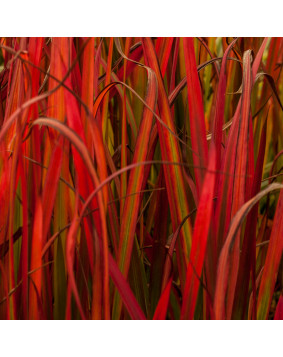 Imperata ' Red Baron '