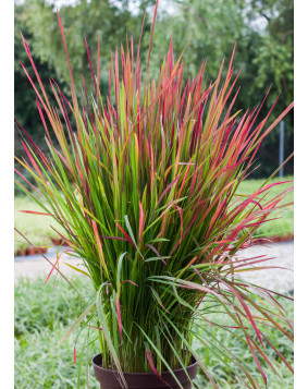 Imperata ' Red Baron '