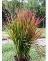 Imperata ' Red Baron '