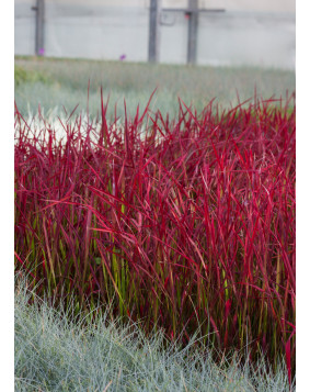 Imperata ' Red Baron '