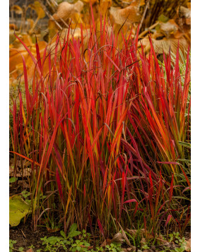 Imperata ' Red Baron '