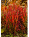 Imperata ' Red Baron '