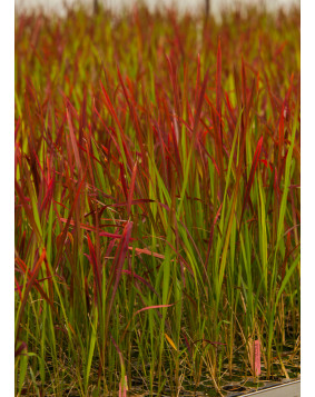 Imperata ' Red Baron '