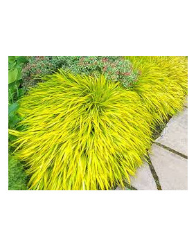 Hakonechloa ' All Gold '