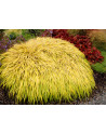 Hakonechloa ' All Gold '