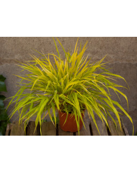 Hakonechloa ' All Gold '