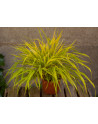 Hakonechloa ' All Gold '