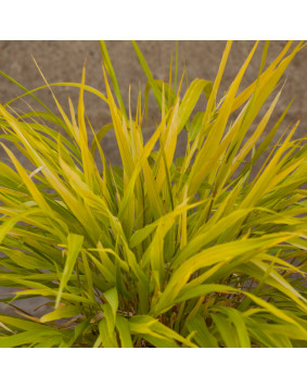 Hakonechloa ' All Gold '