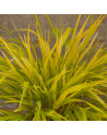 Hakonechloa ' All Gold '