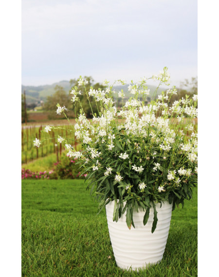 Gaura ' Graceful White '