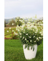 Gaura ' Graceful White '