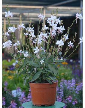 Gaura ' Graceful White '