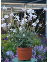 Gaura ' Graceful White '