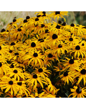 Rudbekia ' Goldsturm '