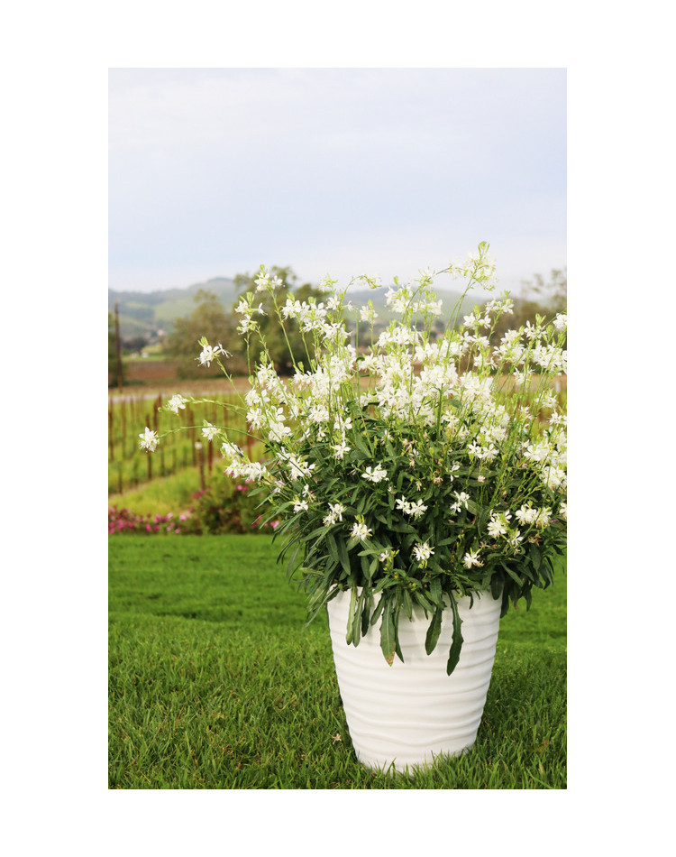 Gaura ' Graceful Pink ' C2