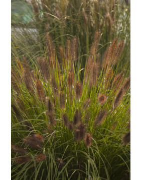 Rozplenica ' National Arboretum '