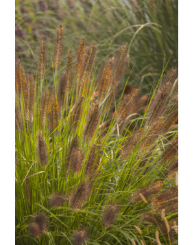 Rozplenica ' National Arboretum '