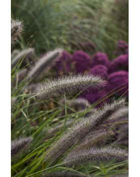 Rozplenica ' National Arboretum '